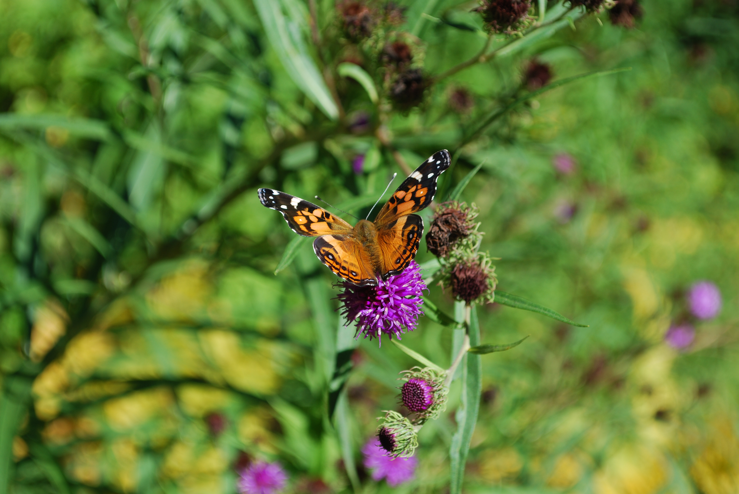 Adult Programs | New Canaan Nature Center | Hiking