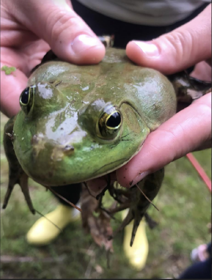 frog-pic